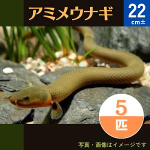 (熱帯魚・古代魚)　アミメウナギ　東南ブリード　22cm±　5匹｜mame-store