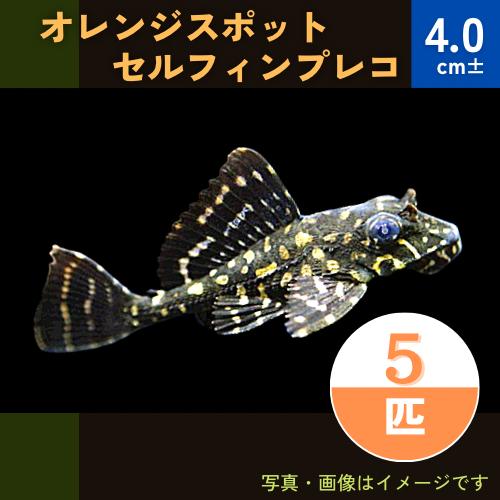 (熱帯魚・プレコ) 　オレンジスポットセルフィンプレコ　4cm±　5匹