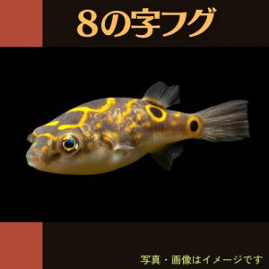 （熱帯魚・フグ）８の字フグ　3cm±　1匹｜mame-store