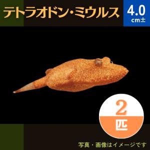 （熱帯魚・フグ）テトラオドン・ミウルス　3cm±　2匹｜mame-store