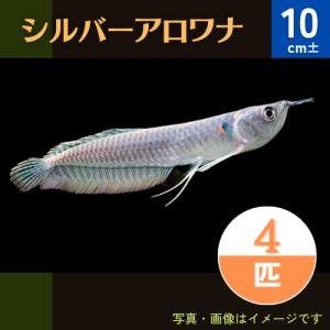 (熱帯魚・古代魚)　シルバーアロワナ　10cm±　4匹｜mame-store