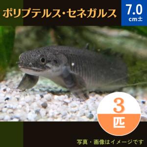 (熱帯魚・古代魚）ポリプテルス・セネガルス　東南ブリード  7cm±　3匹｜mame-store