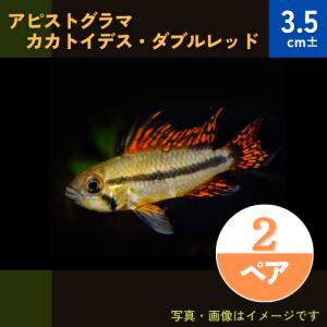 (熱帯魚・シクリッド)　アピストグラマ・カカトイデス・ダブルレッド　欧州ブリード　3.5cm±　2ペア｜mame-store