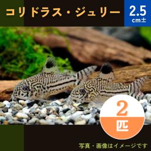 コリドラス 販売の商品一覧 通販 Yahoo ショッピング