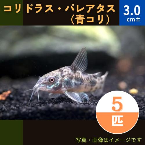 (熱帯魚・コリドラス)　コリドラス・パレアタス（青コリ）　3cm±　5匹