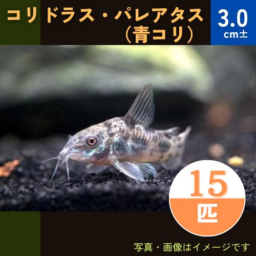 (熱帯魚・コリドラス)　コリドラス・パレアタス（青コリ）　3cm±　15匹