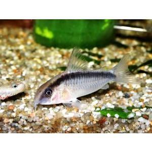 コリドラス 販売の商品一覧 通販 Yahoo ショッピング