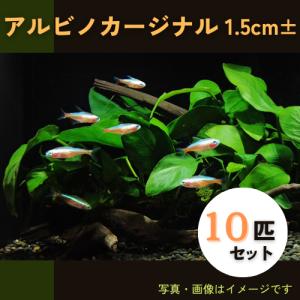 (熱帯魚・カラシン) 　アルビノ・カージナルテトラ 　1cm±　10匹｜mame-store
