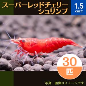 (熱帯魚・淡水エビ)　スーパーレッドチェリーシュリンプ（ファイヤーレッドチェリー）　1.5cm±　30匹｜mame-store