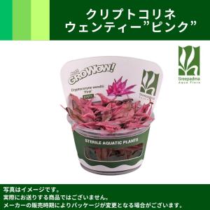 aquatic plants 発送商品写真・お問合せ・その他など　コブラグラス5 aquatic plants 発送商品写真・お問合せ・その他など コブラグラス5