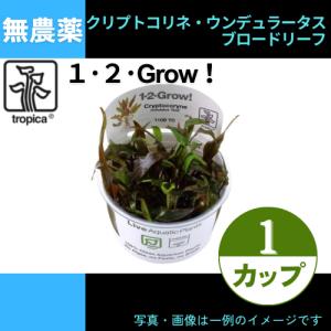 (Tropica・水草)クリプトコリネ・ウンデュラータス・ブロードリーフ＜1カップ＞【1・2・grow!】｜mame-store