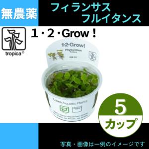 (Tropica・水草)フィランサス・フルイタンス＜5カップ＞【1・2・grow!】｜mame-store