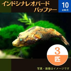 （熱帯魚・フグ）　インドシナ・レオパードパファー　10cm±　3匹｜mame-store