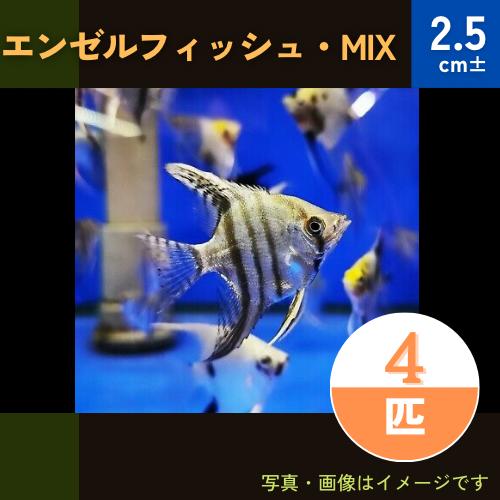 (熱帯魚・エンゼルフィッシュ)　ミックスエンゼル　2.5cm±　4匹　※色・模様指定不可　