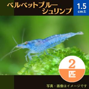 (熱帯魚・淡水エビ)　ベルベットブルーシュリンプ　1.5cm±　2匹｜mame-store