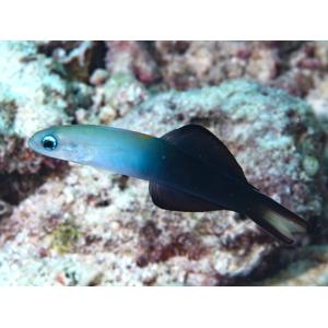 熱帯魚 ハゼの商品一覧 通販 Yahoo ショッピング