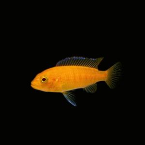 (熱帯魚・アフリカンシクリッド)　レッドゼブラシクリッド（オレンジゼブラシクリッド）　3cm±　1匹｜mame-store