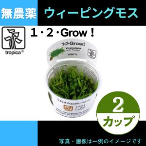 (Tropica・水草)ウィーピングモス＜2カップ＞【1・2・grow!】｜mame-store