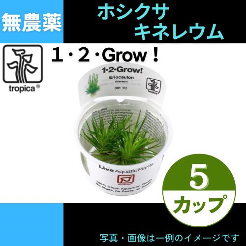 (Tropica・水草)ホシクサ・キネレウム＜5カップ＞【1・2・grow!】