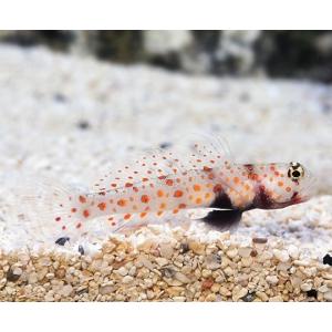 熱帯魚 ハゼの商品一覧 通販 Yahoo ショッピング