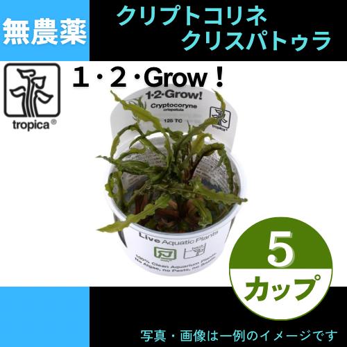 (Tropica・水草)クリプトコリネ・クリスパトゥラ＜4カップ＞【1・2・grow!】