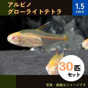 (熱帯魚・カラシン)　アルビノ・グローライトテトラ　1.5cm±　30匹｜mame-store