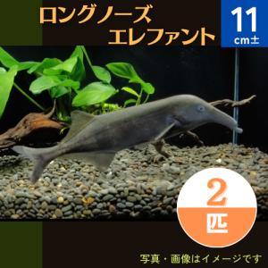 （古代魚・熱帯魚）　ロングノーズ・エレファント　11cm±　2匹｜mame-store