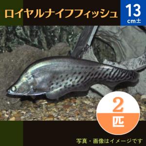 (熱帯魚・古代魚)　ロイヤルナイフフィッシュ　13cm±　2匹｜mame-store