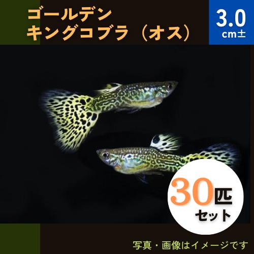 (熱帯魚・グッピー)　ゴールデンキングコブラグッピー　3cm±　オス30匹　（スリランカ産）