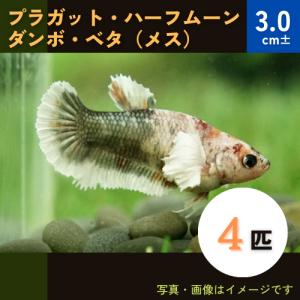 (熱帯魚・ベタ) 　プラガット・ハーフムーン・ダンボ・ベタ　メス4匹　3cm±　※色・模様指定不可｜mame-store