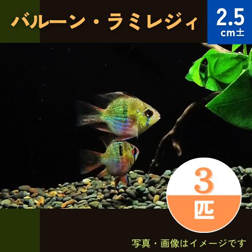 (熱帯魚・シクリッド)　バルーン・ラミレジィ　2.5cm±　3匹