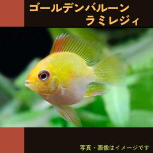 ラミレジィ 熱帯魚生体 の商品一覧 観賞魚生体 熱帯魚 アクアリウム用品 ペット用品 生き物 通販 Yahoo ショッピング