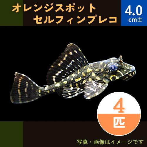 (熱帯魚・プレコ) 　オレンジスポットセルフィンプレコ　4cm±　4匹