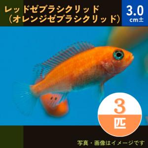 (熱帯魚・アフリカンシクリッド)　レッドゼブラシクリッド（オレンジゼブラシクリッド）　3cm±　3匹｜mame-store