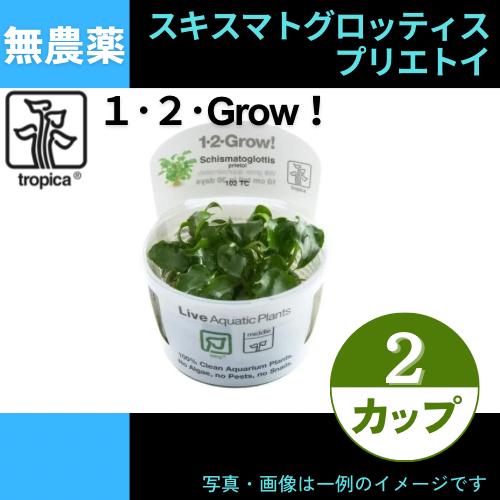 (Tropica・水草)スキスマトグロッティス・プリエトイ＜2カップ＞【1・2・grow!】