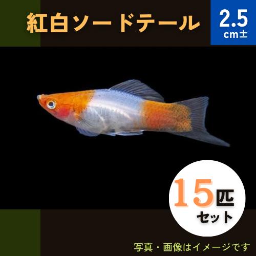 (熱帯魚・ソードテール)　紅白ソードテール　2.5cm±　15匹