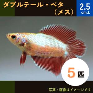 (熱帯魚・ベタ) 　ダブルテール・ベタ　2.5cm±　メス5匹　※色・模様指定不可｜mame-store