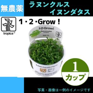 (Tropica・水草)ラヌンクルス・イヌンダタス＜1カップ＞【1・2・grow!】