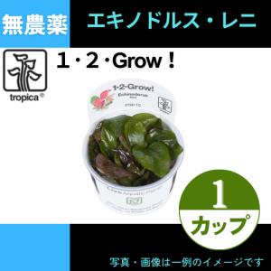 (Tropica・水草)エキノドルス・レニ＜1カップ＞【1・2・grow!】｜mame-store