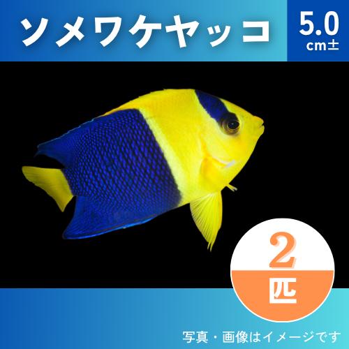 （海水魚・キンチャクダイ）　ソメワケヤッコ　5cm±　2匹