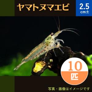 （熱帯魚・淡水エビ）ヤマトヌマエビ　2.5cm±　10匹｜mame-store