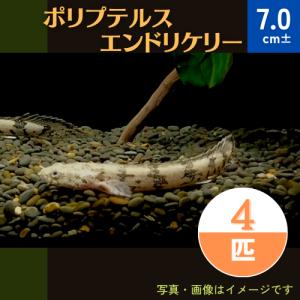 (熱帯魚・古代魚)　ポリプテルス・エンドリケリー　東南ブリード 7cm±　4匹｜mame-store