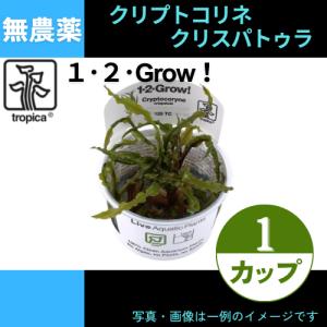 (Tropica・水草)クリプトコリネ・クリスパトゥラ＜1カップ＞【1・2・grow!】｜mame-store