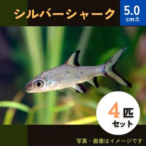 (熱帯魚・コイ)　シルバーシャーク　5cm±　4匹｜mame-store