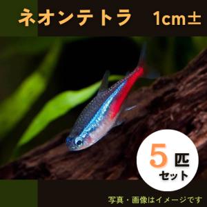 (熱帯魚・カラシン)　ネオンテトラ　1cm±　5匹｜mame-store