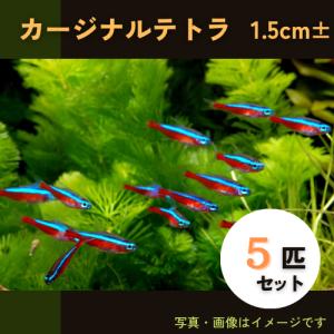 (熱帯魚・カラシン)　カージナルテトラ　1.5cm±　5匹｜mame-store