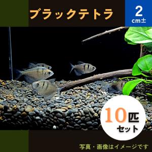 (熱帯魚・カラシン)　ブラックテトラ　2cm±　10匹｜mame-store