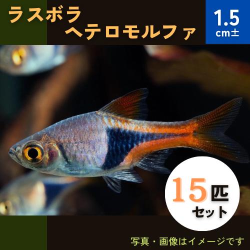 (熱帯魚・コイ)　ラスボラ・ヘテロモルファ　1.5cm±　15匹