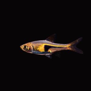 増子水景 ラスボラ エスペイ ラスボラ ボララス Yahoo ショッピング