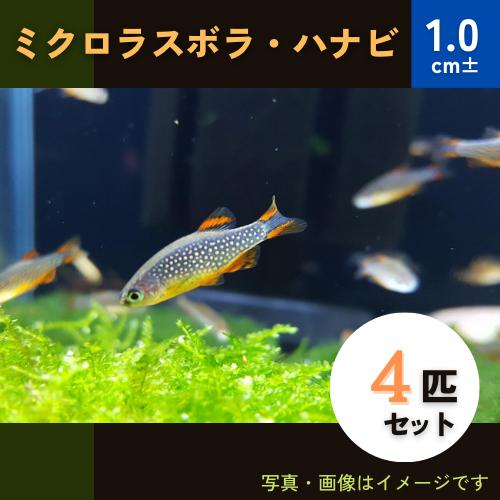 (熱帯魚・コイ)　ミクロラスボラSP.HANABI　1cm±　4匹